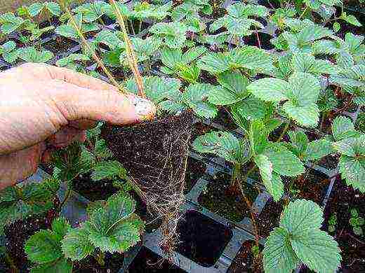 how to keep strawberries grown in boxes in winter