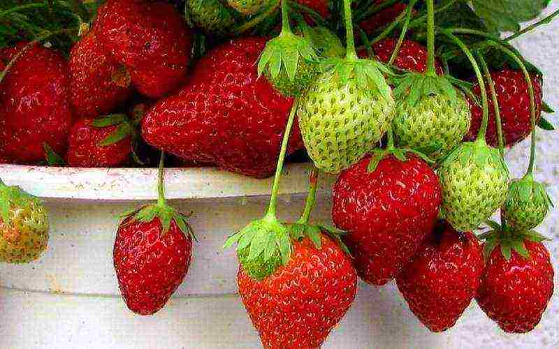 how to keep strawberries grown in boxes in winter