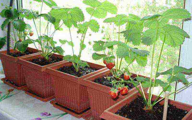 how to keep strawberries grown in boxes in winter