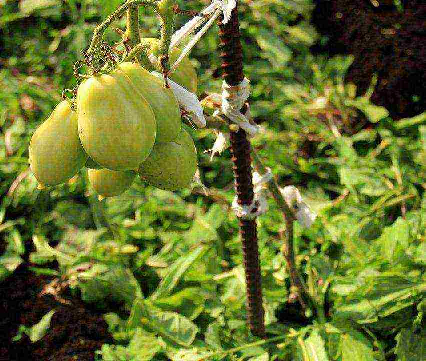 how to care for tomatoes after planting in open ground