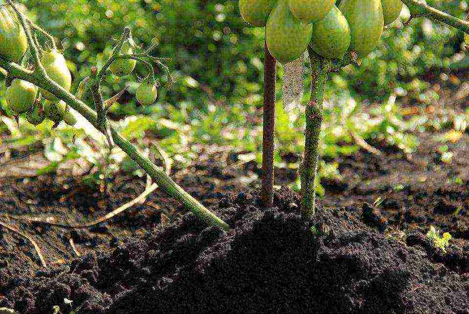 how to care for tomatoes after planting in open ground