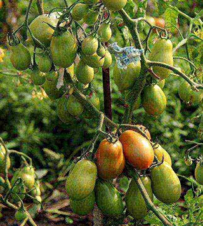 how to care for tomatoes after planting in open ground