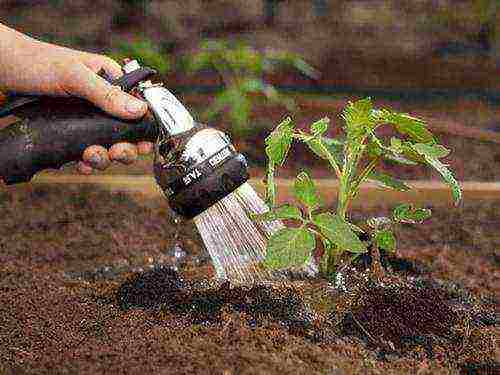 how to care for tomatoes after planting in open ground