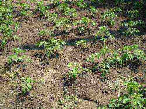 how to care for tomatoes after planting in open ground