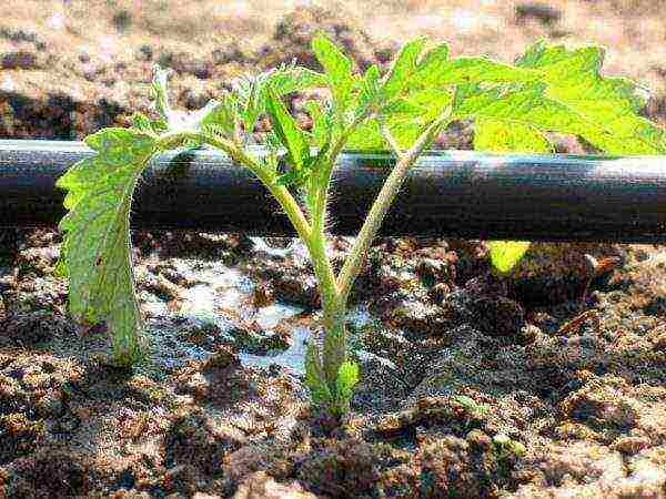 kung paano pangalagaan ang mga kamatis pagkatapos itanim sa bukas na lupa