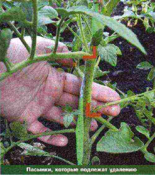 how to care for tomatoes after planting in open ground