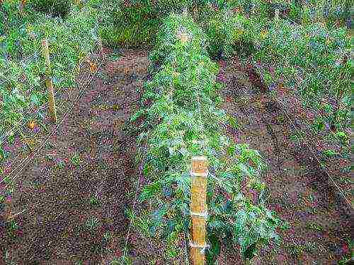 how to care for tomatoes after planting in open ground