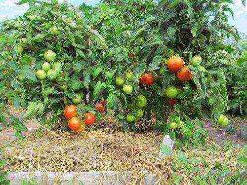 how to care for tomatoes after planting in open ground