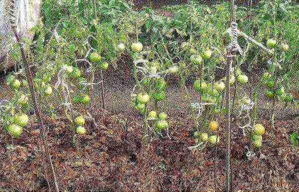 how to care for tomatoes after planting in open ground