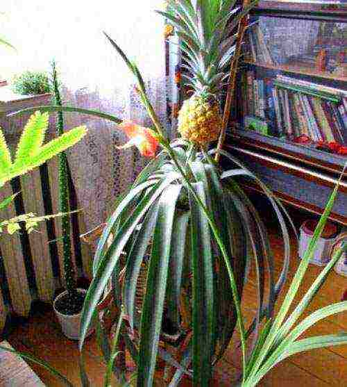 how to grow pineapple at home in