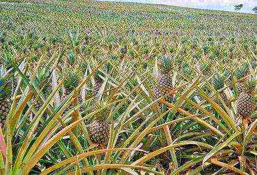 how to grow pineapple at home in