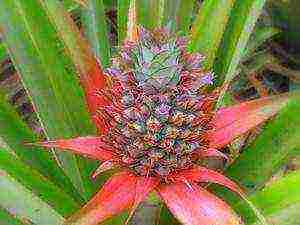 how to grow pineapple at home in