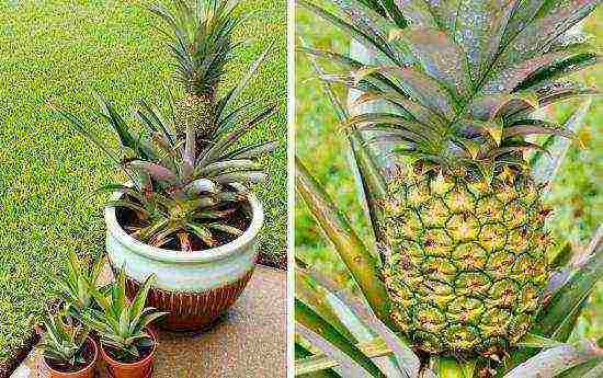 how to grow pineapple at home in