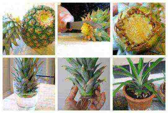 how to grow pineapple at home in