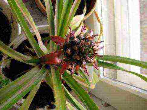 how to grow pineapple at home in