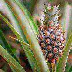 how to grow pineapple at home in