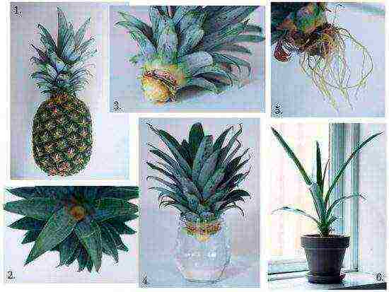 how to grow pineapple at home in