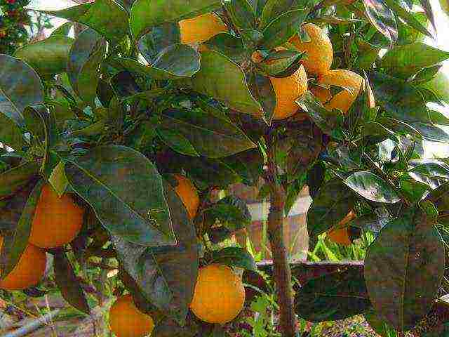 how to grow oranges at home