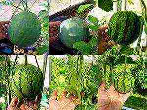 how to grow a watermelon at home