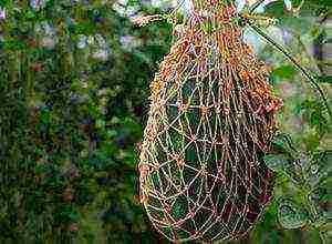 how to grow watermelons at home in