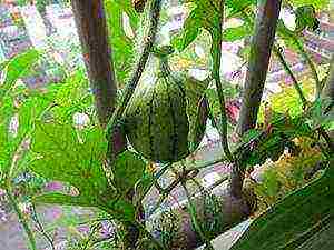 how to grow watermelons at home in
