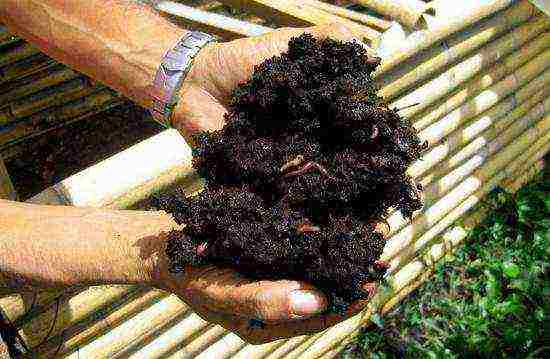 how to grow earthworms at home