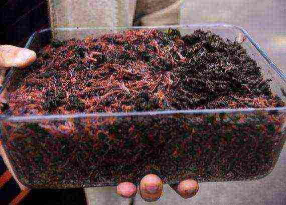 how to grow earthworms at home