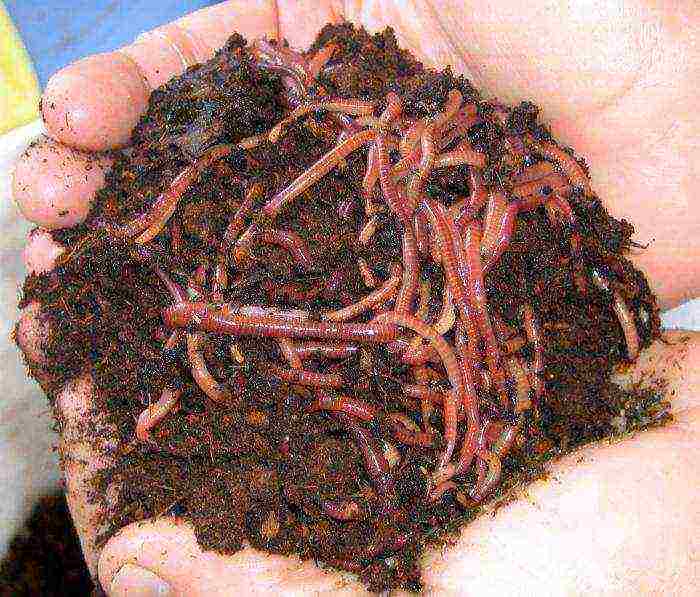 how to grow earthworms at home