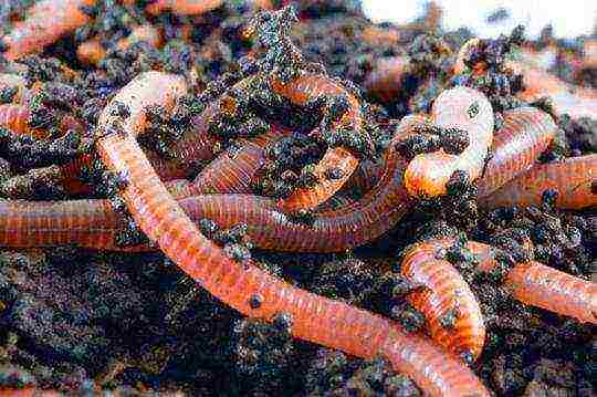 how to grow earthworms at home