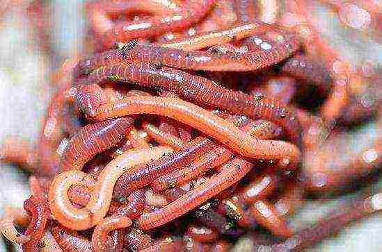 how to grow earthworms at home