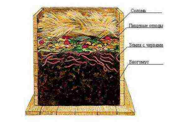 how to grow earthworms at home