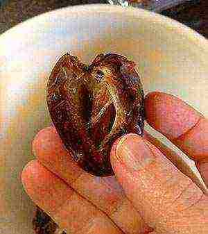 how to grow dates at home in