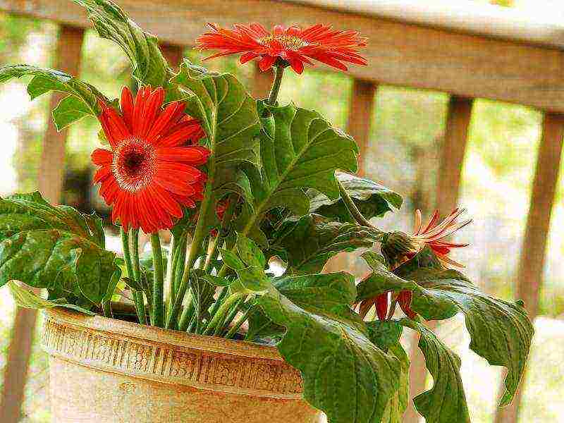 how to grow gerberas at home