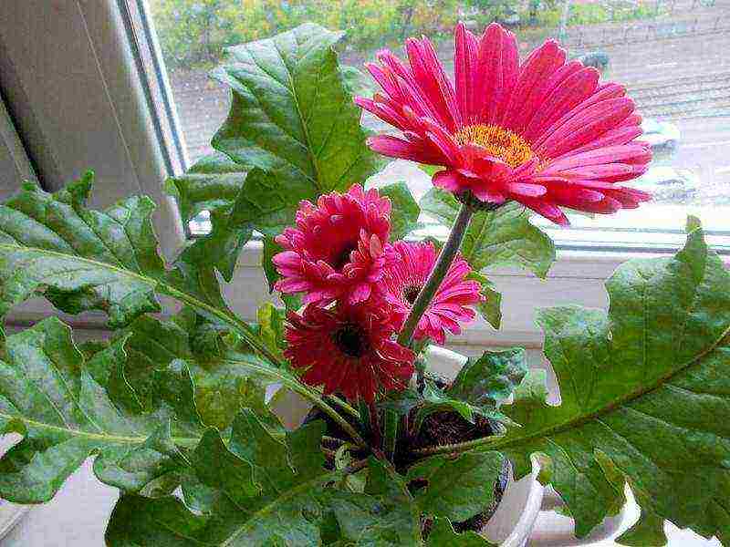 how to grow gerberas at home