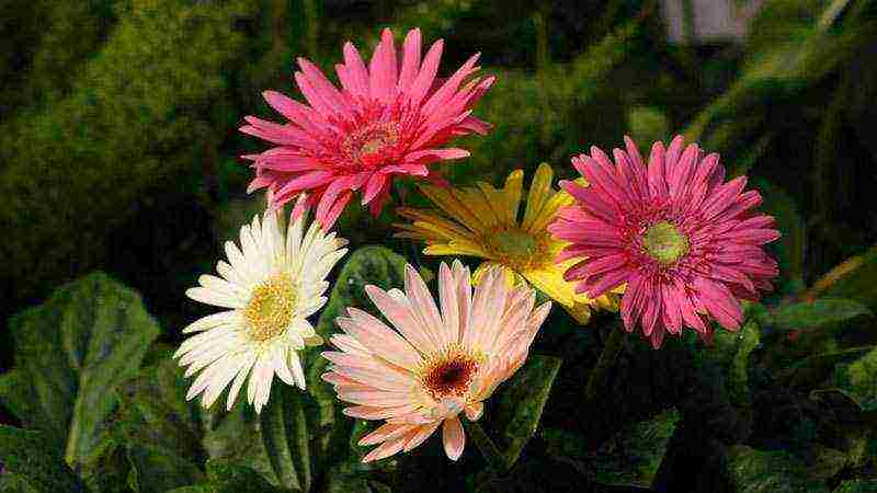 how to grow gerberas at home