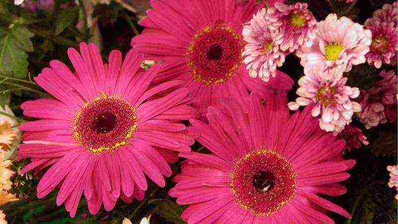 how to grow gerberas at home