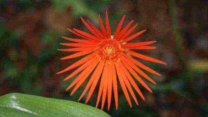 kung paano palaguin ang gerberas sa bahay