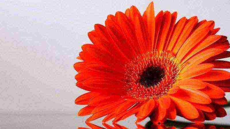 how to grow gerberas at home