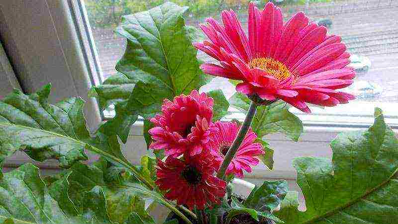 how to grow gerberas at home