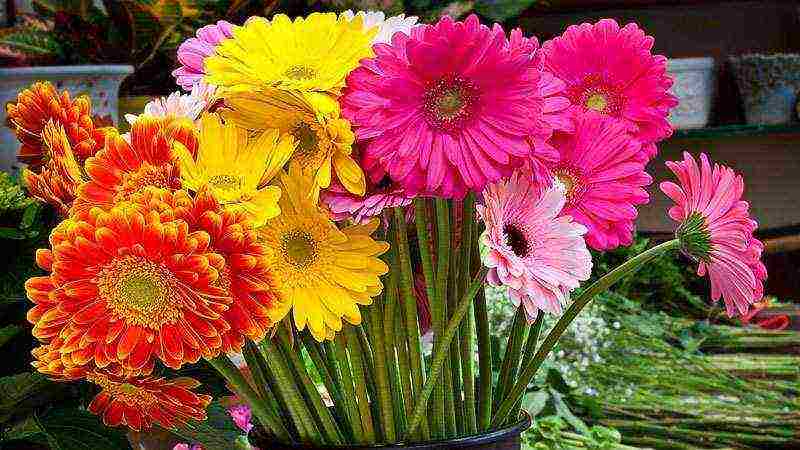 how to grow gerberas at home