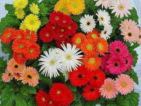 how to grow gerberas at home