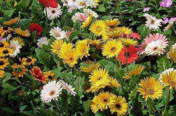 how to grow gerberas at home