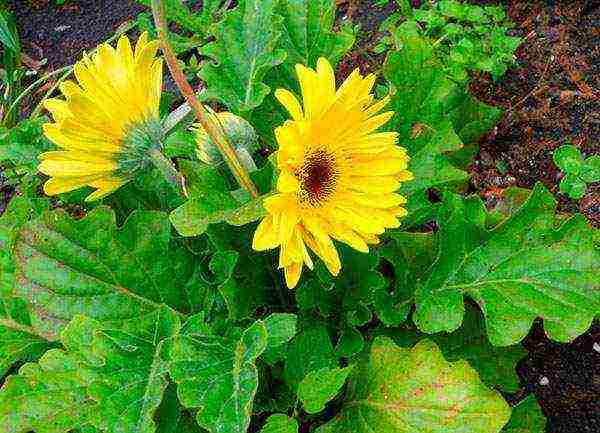 how to grow gerberas at home