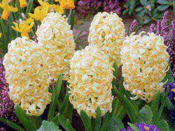 how to grow hyacinths at home in