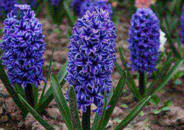 kung paano palaguin ang mga hyacinth sa bahay sa