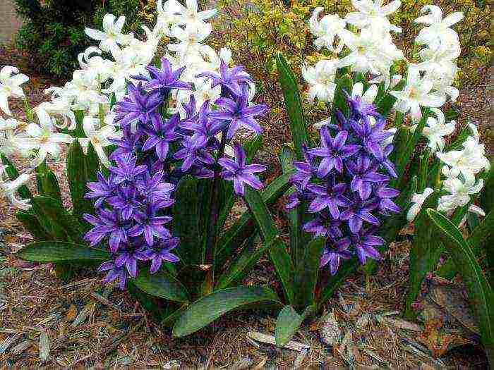 how to grow hyacinths at home in