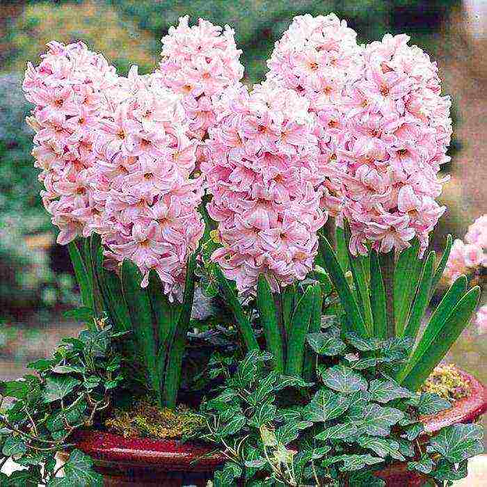 how to grow hyacinths at home in