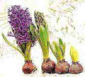 how to grow hyacinths at home in