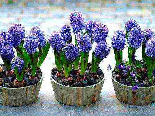 how to grow hyacinths at home in