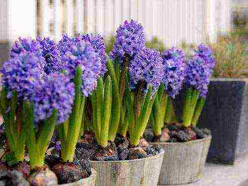 how to grow hyacinths at home in